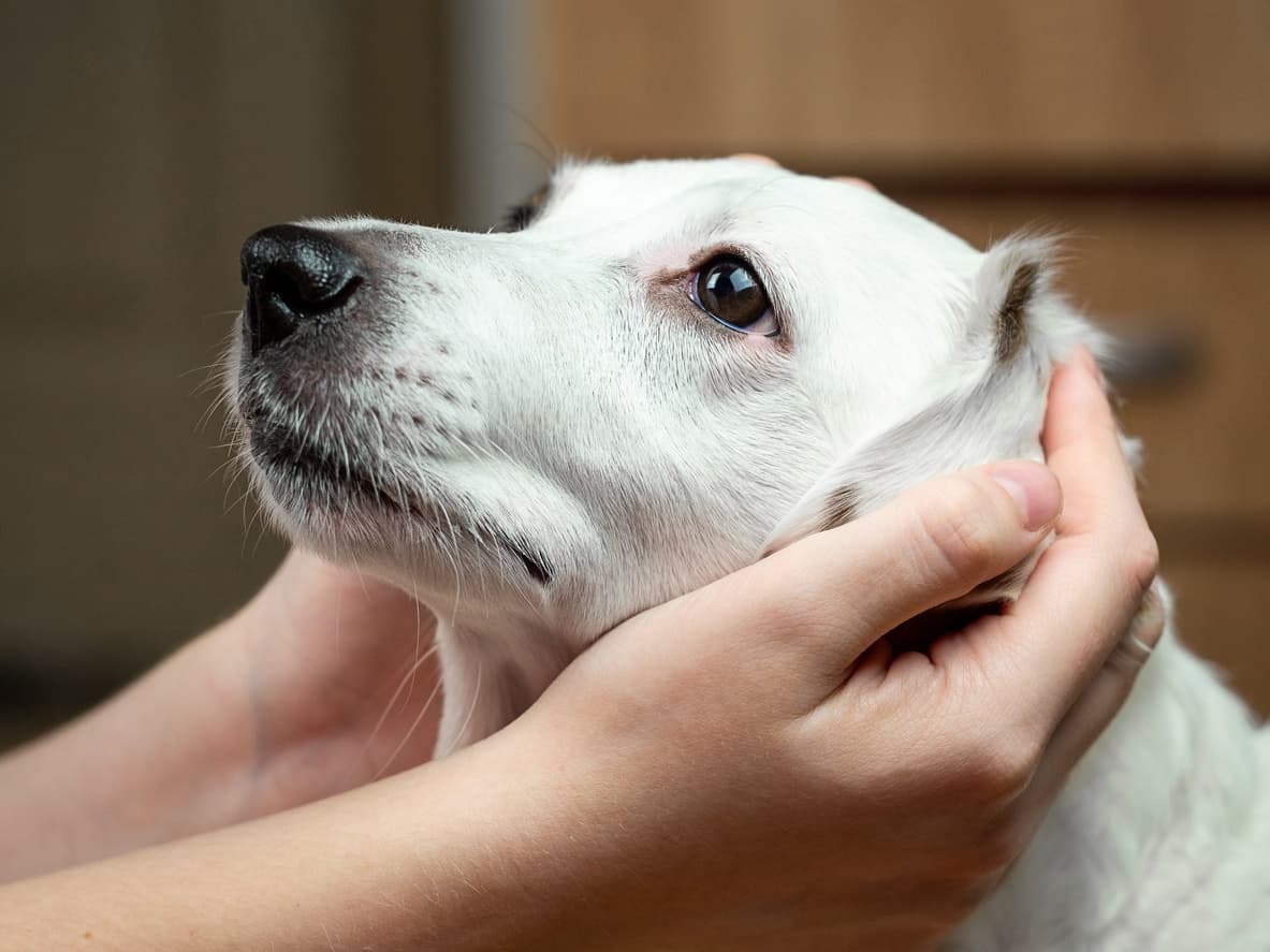 Tratamiento eficaz de la otitis en perros: guía completa
