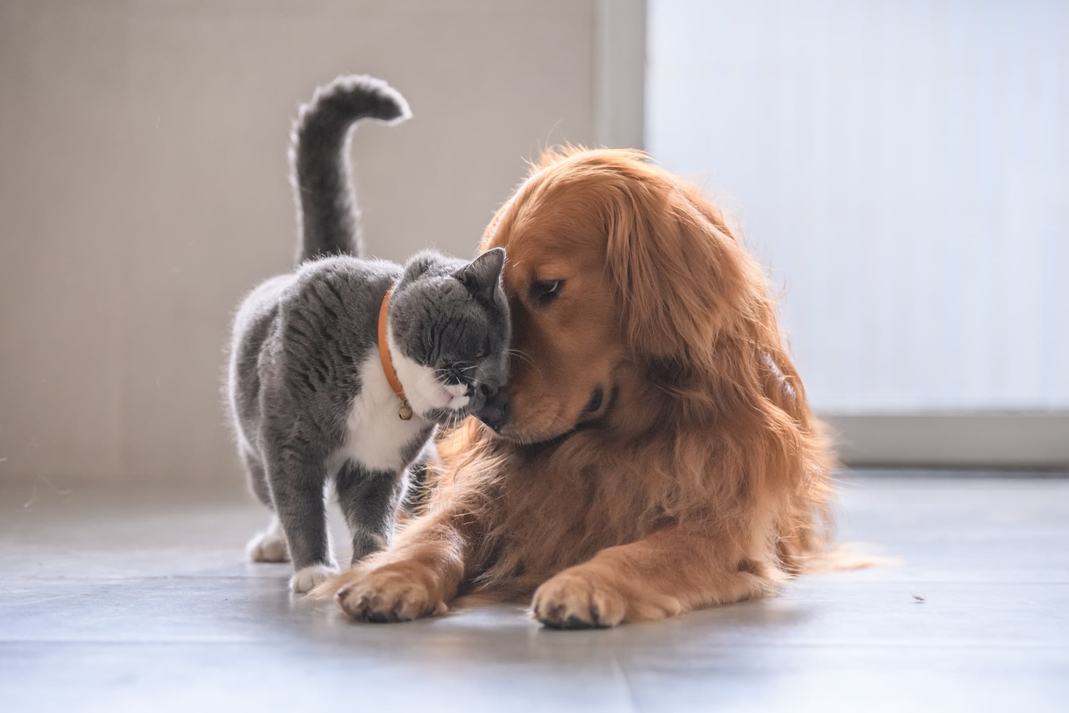 Úlcera corneal en perros y gatos: cómo reconocerla y tratarla