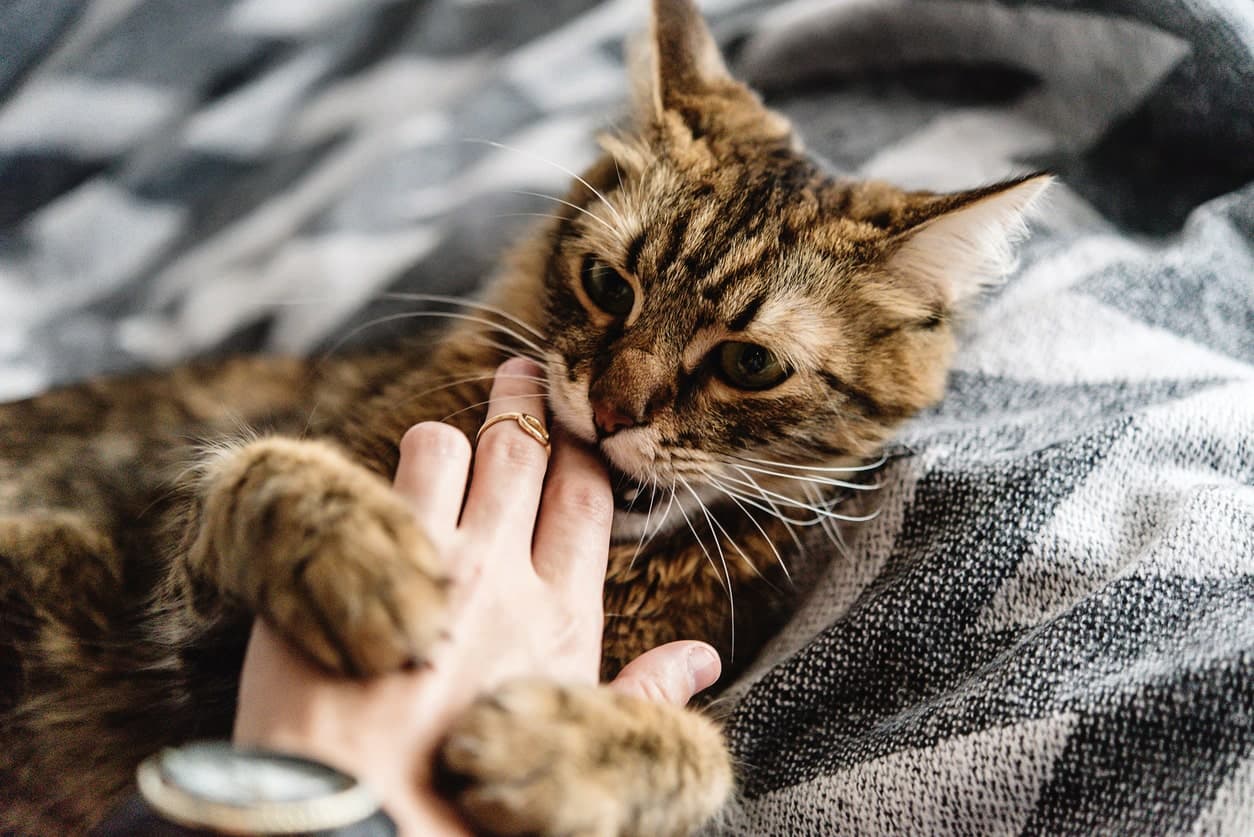 Agresión en los gatos como respuesta al afecto