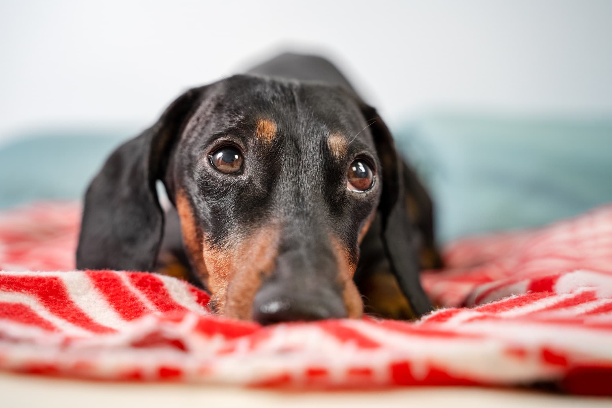 Hernias en perros